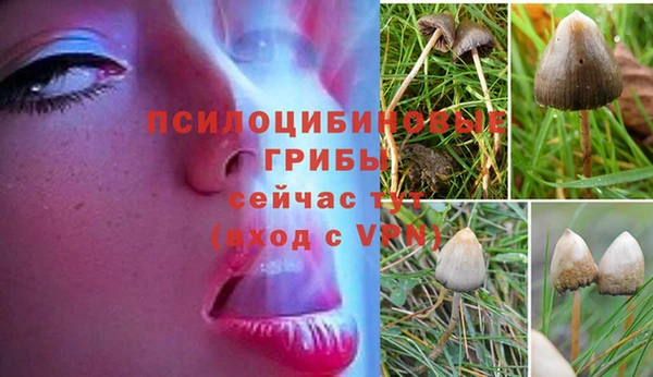 ПСИЛОЦИБИНОВЫЕ ГРИБЫ Слюдянка