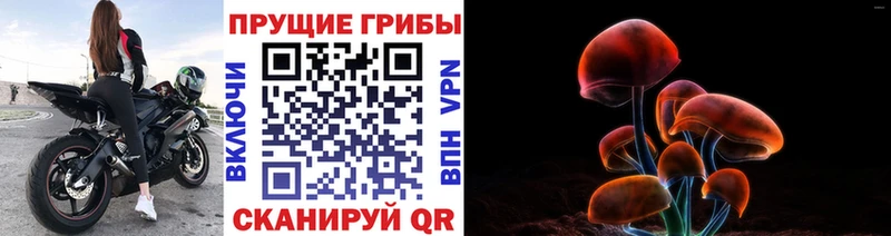 купить   Бакал  Галлюциногенные грибы GOLDEN TEACHER 